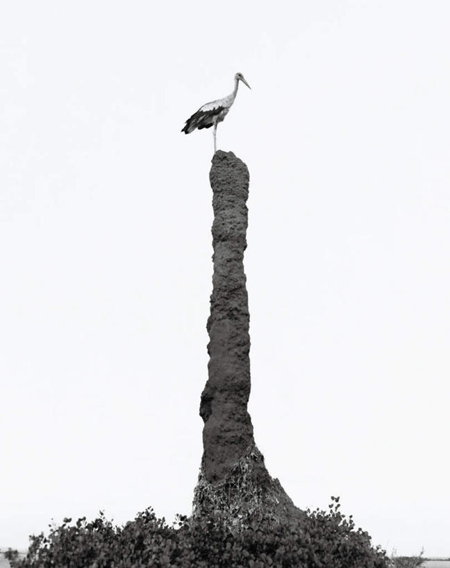 无人,站,竖图,黑白,室外,白天,侧面,纯洁,石头,美景,鸟,非洲,埃及,埃塞俄比亚,鹤,鸟类,石子,景观,一只,蓝色,蓝天,天空,自然,天,站着,景色,可爱,童年,童趣,晴朗,古埃及,自然风光,童真,北非,烂漫,无邪,万里无云,阿拉伯埃及共和国,金字塔之国,棉花之国,天真,石块,岩石,晴空,晴空万里,站立,全身