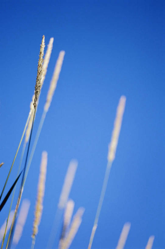 无人,竖图,室外,白天,仰视,植物,许多,阴影,枯萎,朦胧,模糊,光线,影子,枯草,草,黄色,蓝色,白色,蓝天,天空,阳光,天,彩图,低角度拍摄