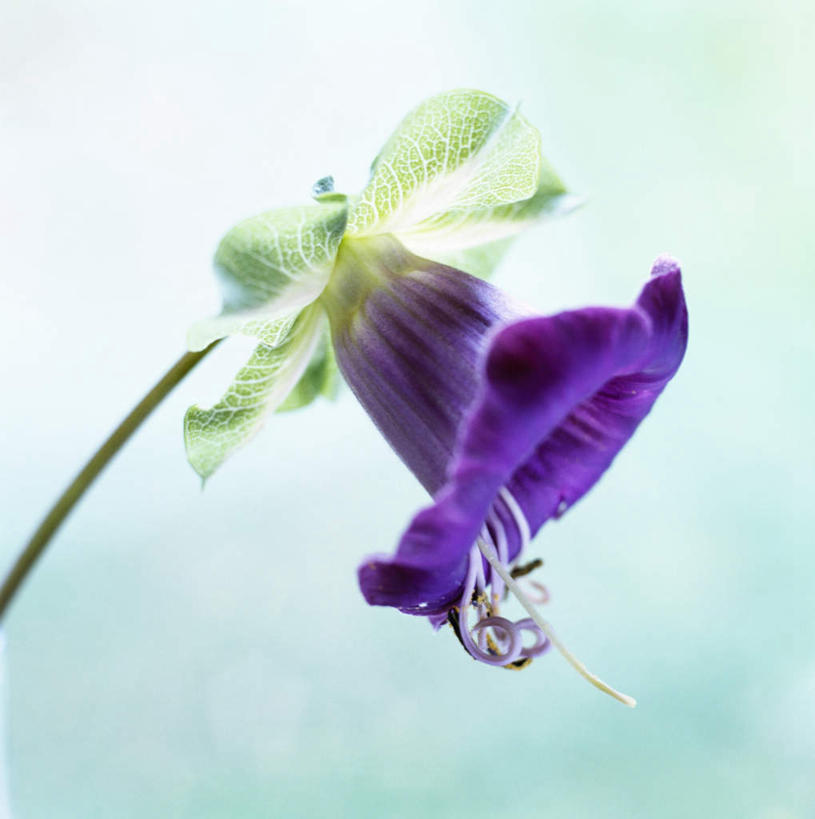 无人,竖图,俯视,室外,特写,白天,植物,静物,叶子,盛开,绿叶,花,花瓣,花朵,花卉,鲜花,一朵,紫色,花蕊,嫩叶,叶,叶片,彩图,高角度拍摄