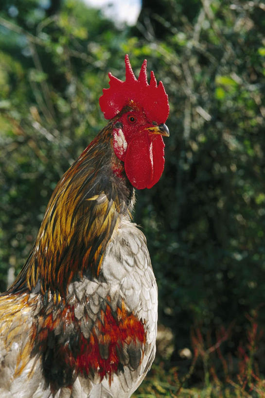 无人,站,竖图,室外,白天,侧面,草地,草坪,树林,植物,鸡,野生动物,阴影,光线,影子,注视,家禽,草,树,树木,一只,红色,绿色,阳光,自然,动物,观察,看,站着,可爱,牲畜,活泼,生长,成长,观看,察看,头冠,关注,公鸡,站立,彩图