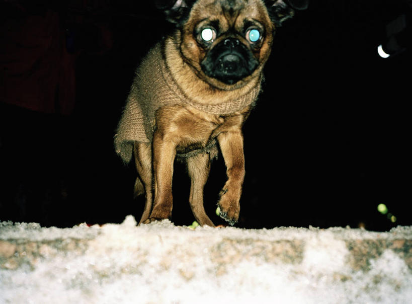 无人,走,横图,室外,夜晚,正面,石头,雪,大雪,宠物,狗,石子,积雪,雪景,冬季,冬天,注视,一只,动物,观察,看,寒冷,可爱,观看,察看,关注,忠诚,严寒,石块,岩石,犬,步行,散步,走路,彩图,全身