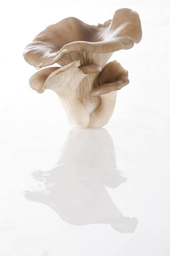 无人,竖图,特写,留白,白色背景,农业,蔬菜,静物,北京,亚洲,准备,反射,蘑菇,生食,食品,饮品,饮食,食物,饮料,食用菌,摄影,有机食品,蚝蘑,简单,膳食,可口,清新,东亚,健康食物,纯净,适口,彩图,影棚拍摄