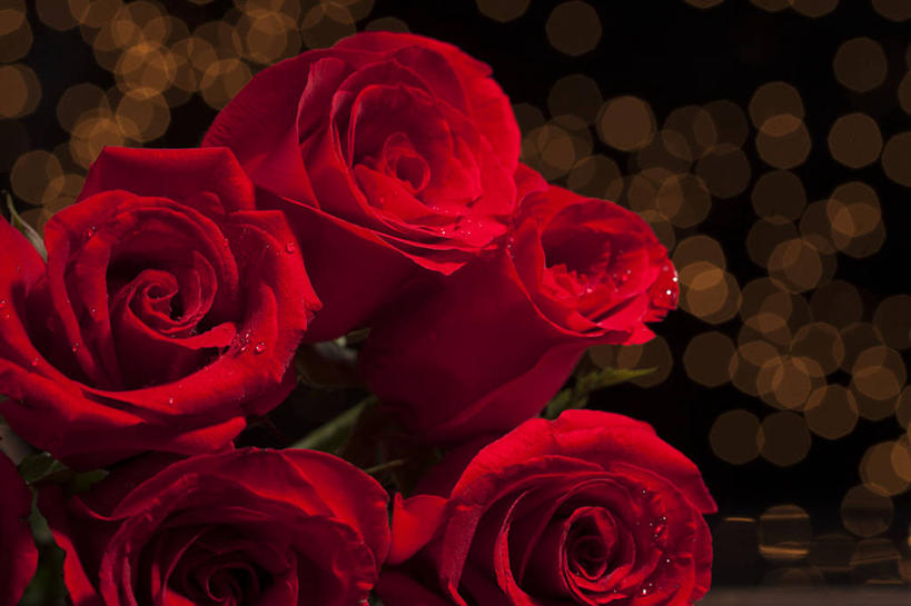 无人,横图,特写,夜晚,静物,北京,中国,亚洲,黑色背景,发光,光线,光芒,浪漫,花,花朵,红色,花束,摄影,照亮,高雅,东亚,彩图,影棚拍摄,爱