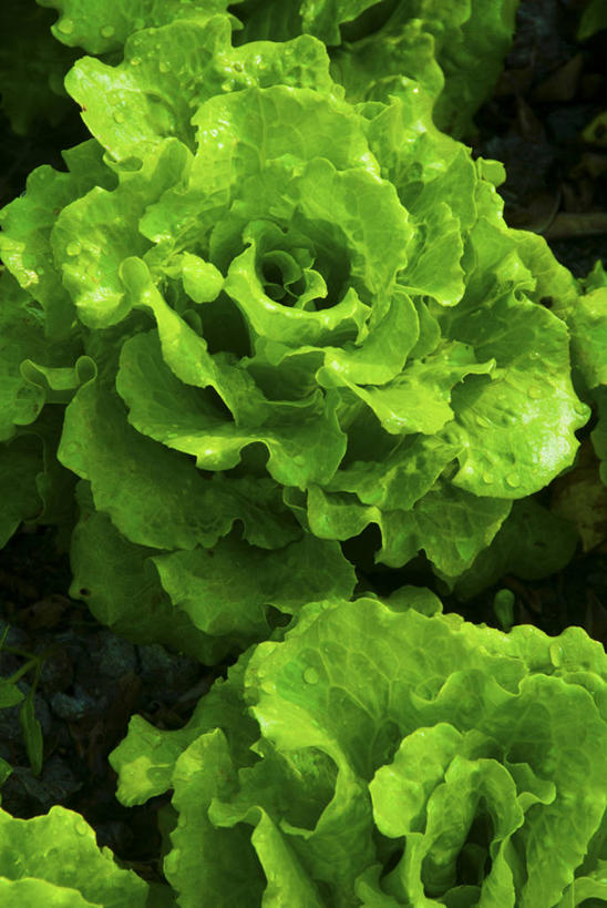 无人,竖图,农业,蔬菜,静物,水滴,莴苣,食品,饮食,绿色,素食,摄影,有机食品,清新,彩图,全画面,全框架,全帧,全画幅