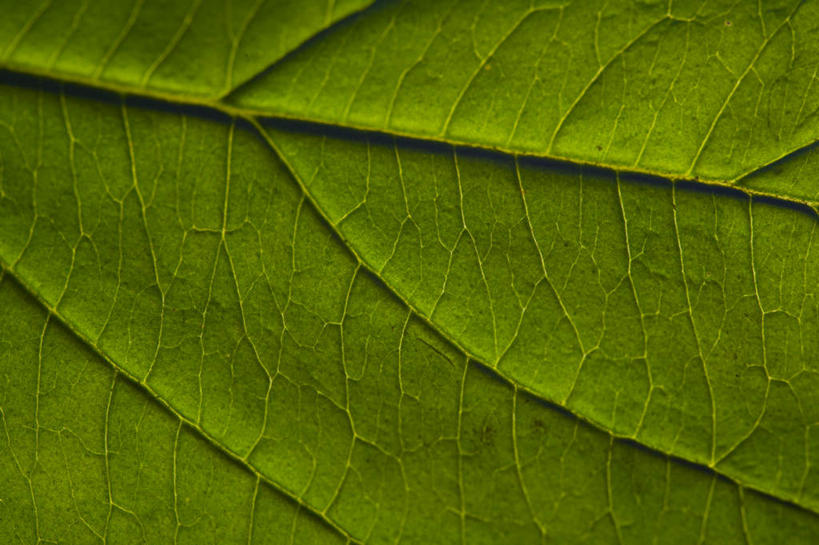 无人,横图,特写,正面,植物,静物,叶子,一个,绿色,摄影,单个,部分,草本,叶脉,彩图
