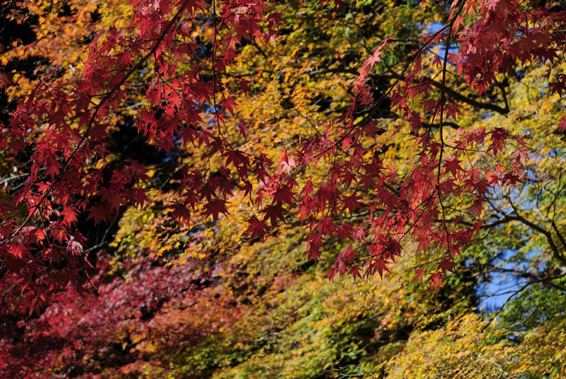 无人,横图,室外,白天,度假,美景,枫树,地形,景观,树,黄色,红色,自然,景色,摄影,宁静,环境,简单,抵达,自然风光,改变,环境保护,秋天,彩图,林区