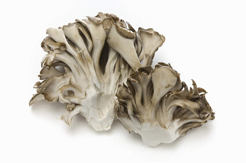 无人,横图,俯视,室内,白色背景,蔬菜,静物,蘑菇,生食,食品,饮食,两个,食用菌,摄影,影棚,蚝蘑,简单,真菌,清新,摄影棚,健康食物,纯净,彩图,高角度拍摄,影棚拍摄,拍摄