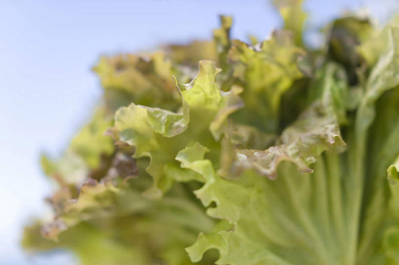 无人,横图,室内,特写,蔬菜,静物,叶子,蓝色背景,新鲜,生菜,莴苣,生食,食品,饮食,食物,一个,绿色,摄影,有机食品,绿色食品,影棚,单个,简单,清新,摄影棚,健康食物,纯净,春菜,鹅仔菜,莴仔菜,千金菜,叶用莴苣,彩图,影棚拍摄,拍摄