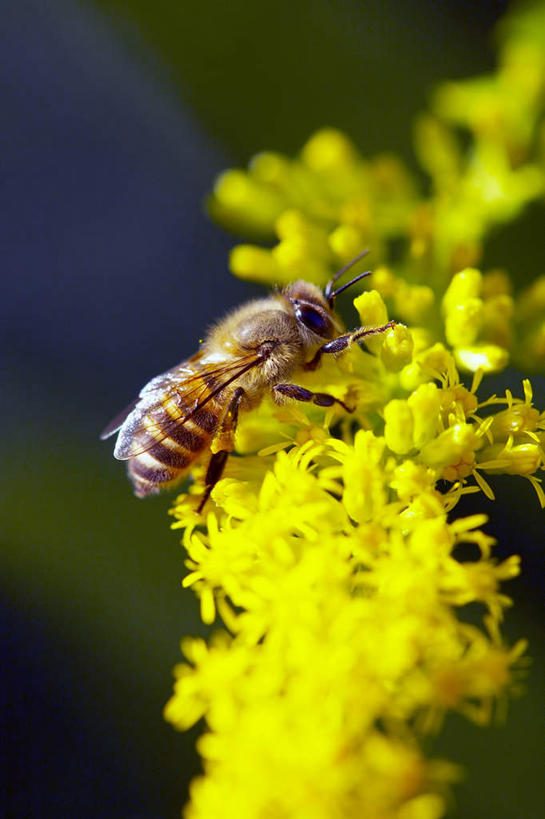 无人,竖图,室外,特写,白天,农业,美景,蜜蜂,景观,园艺,野花,自然,景色,摄影,生长,环境,抵达,自然风光,授粉,环境保护,彩图