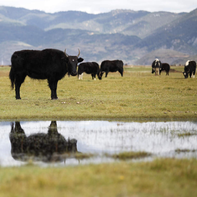 无人,方图,室外,美景,水,牛,香格里拉,中国,亚洲,景观,云,天空,自然,景色,摄影,自然风光,东亚,云南省,牦牛,彩图