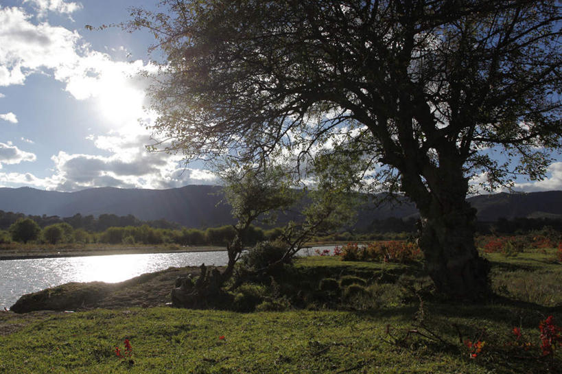 无人,横图,室外,美景,香格里拉,中国,亚洲,景观,草,树,自然,景色,摄影,自然风光,东亚,云南省,秋天,彩图