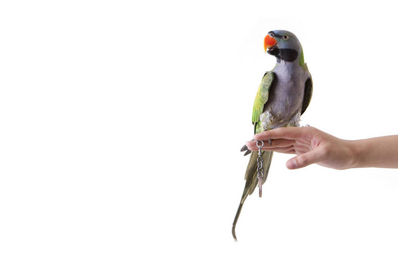 手,一个人,横图,特写,留白,侧面,宠物,鹦鹉,鸟类,拿着,摄影,彩图,影棚拍摄