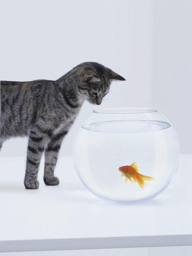 游泳,无人,站,竖图,室内,白天,白色背景,侧面,桌面,桌子,宠物,猫,玻璃,木制,金鱼,鱼,鱼缸,注视,鱼类,玻璃制品,一个,灰色,动物,木制品,观察,看,站着,两只,橙色,可爱,摄影,影棚,单个,观看,察看,关注,猫咪,观赏鱼,金鲫鱼,泅水,拍浮,站立,半身,彩图,影棚拍摄,拍摄