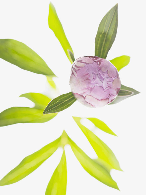 无人,竖图,俯视,室内,特写,白天,白色背景,牡丹花,叶子,盛开,绿叶,花蕾,花,花瓣,花朵,鲜花,一朵,粉色,花苞,花蕊,嫩叶,摄影,影棚,富贵,鼠姑,鹿韭,白茸,百雨金,浓情,圆满,富贵花,洛阳花,牡丹,木芍药,芍药,叶,叶片,彩图,高角度拍摄,影棚拍摄,拍摄