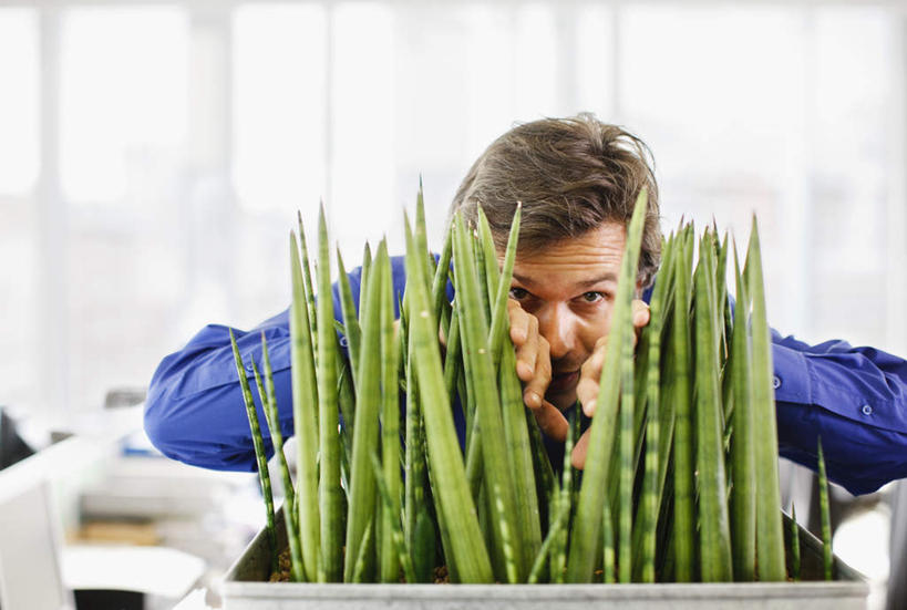 西方人,一个人,商务人士,商务男性,办公室,横图,室内,白天,正面,衬衫,植物,窗户,家具,桌子,芦荟,欧洲,欧洲人,仅一个男性,仅一个人,仅一个中年男性,躲藏,握,阴影,套装,朦胧,模糊,反射,盆栽,影子,办公桌,盆景,注视,玻璃窗,绿色,自然,观察,看,握着,生长,成长,观看,察看,隐藏,关注,商务装,工薪阶层,办公家具,罗帷草,讷会,奴会,象鼻莲,象胆,潜藏,男人,男性,中年男性,白种人,白领,上班族,半身,彩图,衬衣,油葱