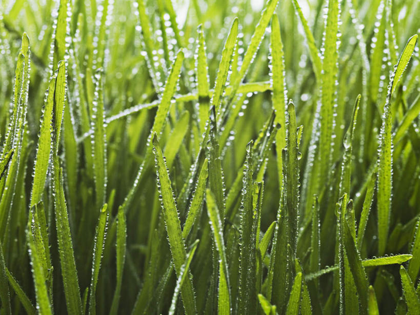 无人,横图,室内,特写,白天,正面,草地,草坪,水,植物,露水,环保,透明,液体,水滴,水珠,草,绿色,露珠,摄影,影棚,能源,生机,回收,资源,剔透,利用,低碳,循环,灵动,通明,持续,彩图,影棚拍摄,拍摄,晶莹