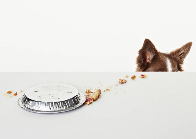 点心,无人,站,横图,室内,特写,白天,正面,桌面,桌子,宠物,狗,餐具,金属制品,打翻,金属,木制,碟子,盘,食品,甜点,甜品,凌乱,食物,糕点,一只,动物,盘子,木制品,碟,甜食,站着,可爱,遮,遮掩,摄影,影棚,牧羊犬,混乱,掩盖,遮挡,边境牧羊犬,遮盖,忠诚,铝,掩饰,边境柯利牧羊犬,博德牧羊犬,纷乱,缭乱,庞杂,犬,站立,半身,彩图,影棚拍摄,拍摄,延性,展性,轻金属