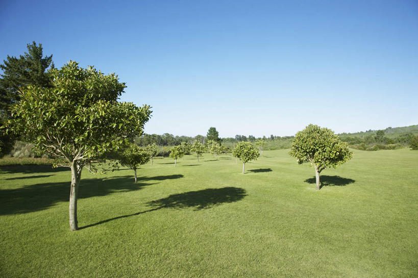 无人,横图,室外,白天,正面,旅游,度假,草地,草坪,美景,植物,非洲,南非,阴影,光线,影子,景观,首都,娱乐,草,树,树木,蓝色,绿色,蓝天,天空,阳光,自然,天,享受,休闲,景色,放松,生长,晴朗,成长,自然风光,万里无云,开普敦,省会,阿非利加洲,立法首都,南非共和国,西开普省,晴空,晴空万里,彩图