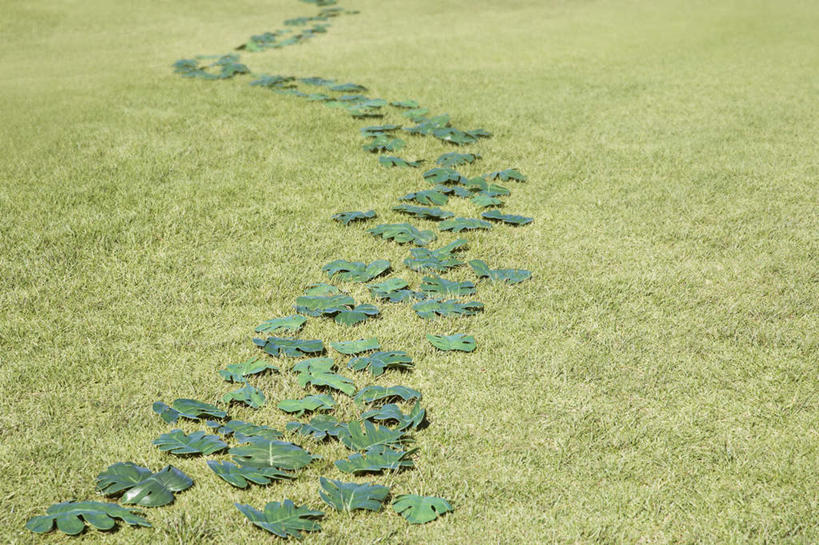 无人,横图,俯视,室外,特写,白天,旅游,度假,草地,草坪,美景,植物,叶子,非洲,南非,一排,许多,阴影,环保,弯曲,整齐,光线,影子,景观,绿叶,首都,娱乐,草,排列,绿色,阳光,自然,享受,休闲,嫩叶,景色,放松,探索,蜿蜒,能源,回收,资源,队列,自然风光,利用,低碳,循环,开普敦,省会,阿非利加洲,持续,立法首都,南非共和国,西开普省,叶,叶片,彩图,高角度拍摄