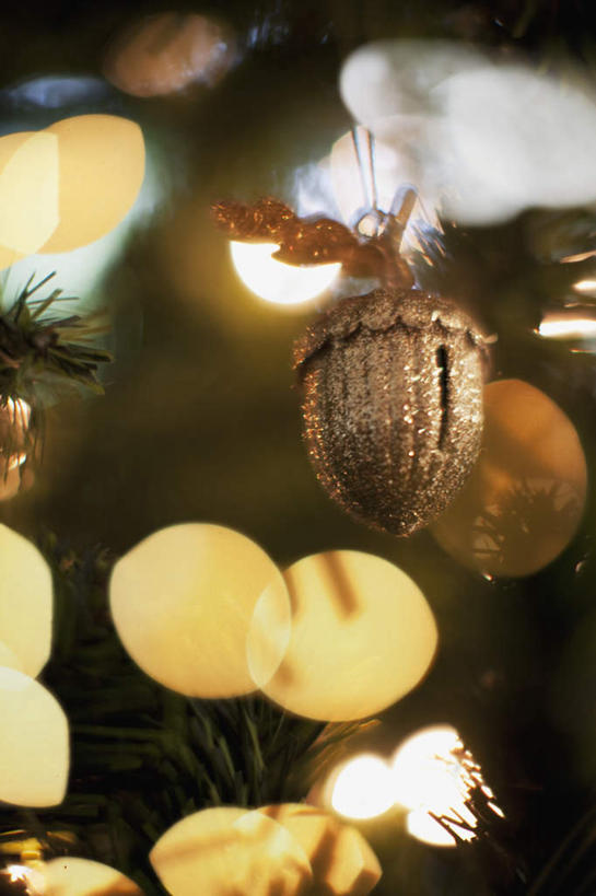 无人,竖图,室内,特写,白天,正面,植物,静物,照明,圣诞节,阴影,节日,朦胧,模糊,庆祝,装饰,光线,彩灯,影子,灯光,坚果,圣诞树,文化,灯,树,树木,绿色,自然,灯具,干果,庆典,花灯,生长,成长,纪念,华丽,修饰,照亮,点缀,照明设备,橡果,橡树果,衬托,美观,雅致,雅观,橡栗,橡实,橡树子,橡子,彩图