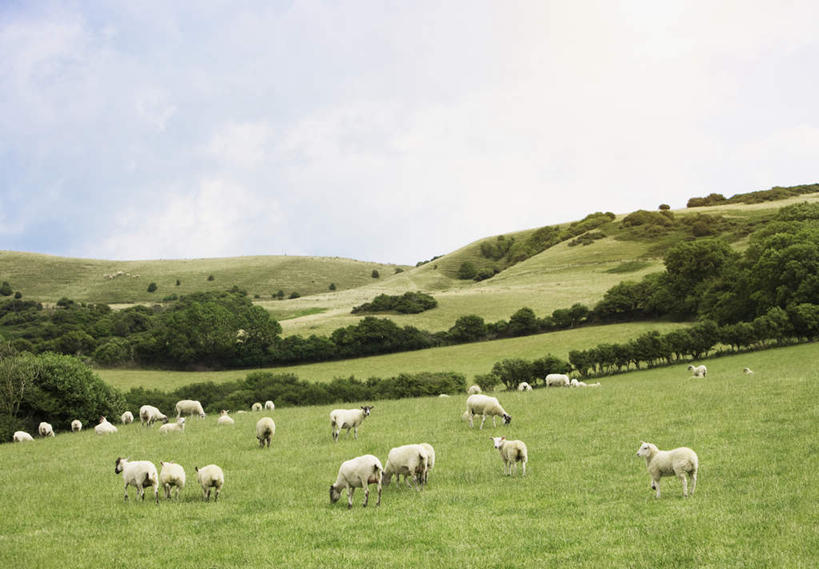 无人,农场,站,横图,室外,白天,正面,旅游,度假,畜牧业,牧场,草地,草坪,石头,美景,山,山脉,植物,羊,一群,许多,阴影,光线,石子,影子,景观,山顶,山峰,云,云朵,山峦,很多,云彩,注视,娱乐,草,树,树木,蓝色,绿色,白云,蓝天,天空,阳光,自然,动物,群山,天,观察,看,站着,享受,休闲,家畜,景色,放松,牲畜,生长,晴朗,成长,观看,察看,关注,自然风光,沉积岩,畜牧,牧业,颠峰,极峰,水成岩,石块,岩石,晴空,绵羊,站立,彩图,全身