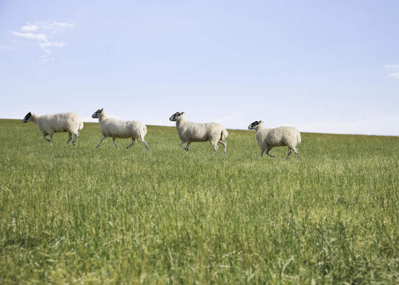 无人,农场,站,横图,室外,白天,侧面,旅游,度假,畜牧业,牧场,草地,草坪,美景,山,山脉,植物,羊,四只,一排,阴影,整齐,光线,影子,地平线,景观,山顶,山峰,云,云朵,辽阔,地面,山峦,云彩,注视,娱乐,草,排列,蓝色,绿色,白云,蓝天,天空,阳光,自然,动物,群山,天,观察,看,站着,享受,休闲,广阔,家畜,景色,放松,牲畜,晴朗,观看,一望无际,察看,队列,关注,自然风光,延伸,畜牧,天地相交,牧业,无边无际,一马平川,颠峰,极峰,晴空,绵羊,站立,彩图,全身