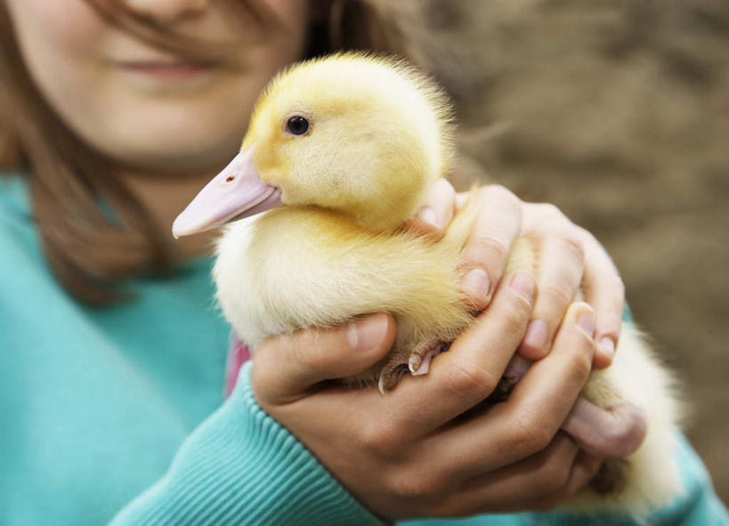 西方人,儿童,手,一个人,站,抱,横图,室外,特写,白天,正面,纯洁,鸟,欧洲,欧洲人,双手,仅一个女性,仅一个人,服装,朦胧,模糊,鸟类,鸭,休闲装,家禽,一只,小孩,衣服,黄色,动物,站着,仅一个小孩,休闲,手部,休闲服,可爱,童年,童趣,服饰,牲畜,抱着,搂着,童真,烂漫,无邪,天真,女孩,女人,女性,白种人,孩子,搂,搂抱,站立,半身,彩图,女生