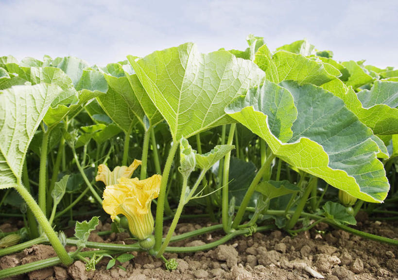 无人,农田,横图,室外,特写,白天,正面,旅游,度假,庄稼,农作物,美景,植物,蔬菜,叶子,阴影,新鲜,盛开,光线,纹理,影子,景观,食品,绿叶,花蕾,娱乐,花,花瓣,花朵,鲜花,食物,黄色,蓝色,绿色,蓝天,天空,阳光,自然,天,花苞,花蕊,享受,休闲,嫩叶,景色,放松,有机食品,绿色食品,晴朗,自然风光,万里无云,肌理,叶,叶片,叶脉,晴空,晴空万里,彩图,耕地,庄稼田