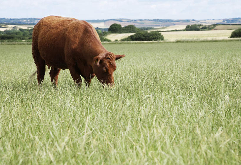 无人,农场,站,横图,室外,白天,侧面,旅游,度假,畜牧业,牧场,草地,草坪,石头,美景,山,山脉,植物,牛,阴影,光线,石子,影子,景观,山顶,山峰,云,云朵,山峦,云彩,注视,娱乐,草,树,树木,一只,蓝色,绿色,白云,蓝天,天空,阳光,自然,动物,群山,天,观察,看,站着,享受,休闲,家畜,景色,放松,牲畜,生长,晴朗,成长,观看,察看,关注,自然风光,沉积岩,畜牧,牧业,颠峰,极峰,水成岩,石块,岩石,晴空,站立,彩图,全身