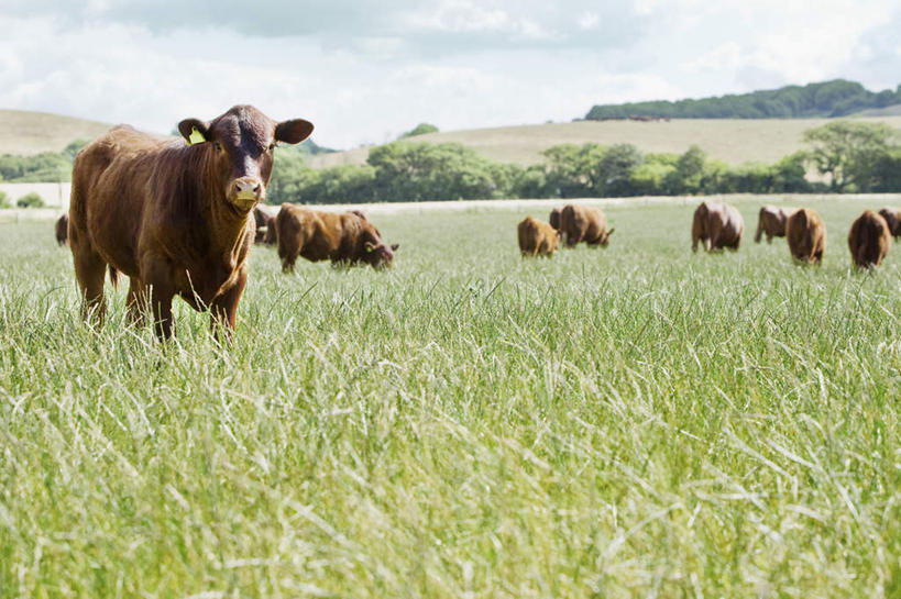 无人,农场,站,横图,室外,白天,正面,旅游,度假,畜牧业,牧场,草地,草坪,石头,美景,山,山脉,植物,牛,一群,许多,阴影,光线,石子,影子,景观,山顶,山峰,云,云朵,山峦,很多,云彩,注视,娱乐,草,树,树木,蓝色,绿色,白云,蓝天,天空,阳光,自然,动物,群山,天,观察,看,站着,享受,休闲,家畜,景色,放松,牲畜,生长,晴朗,成长,观看,察看,关注,自然风光,沉积岩,畜牧,牧业,颠峰,极峰,水成岩,石块,岩石,晴空,站立,彩图,全身