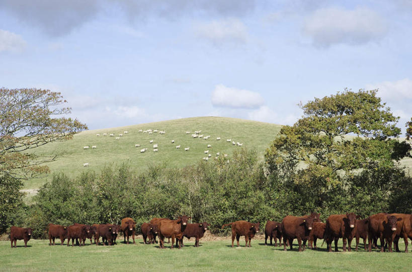 无人,农场,站,横图,室外,白天,正面,旅游,度假,畜牧业,牧场,草地,草坪,石头,美景,山,山脉,植物,牛,一群,许多,阴影,光线,石子,影子,景观,山顶,山峰,云,云朵,山峦,很多,云彩,注视,娱乐,草,树,树木,蓝色,绿色,白云,蓝天,天空,阳光,自然,动物,群山,天,观察,看,站着,享受,休闲,家畜,景色,放松,牲畜,生长,晴朗,成长,观看,察看,关注,自然风光,沉积岩,畜牧,牧业,颠峰,极峰,水成岩,石块,岩石,晴空,站立,半身,彩图