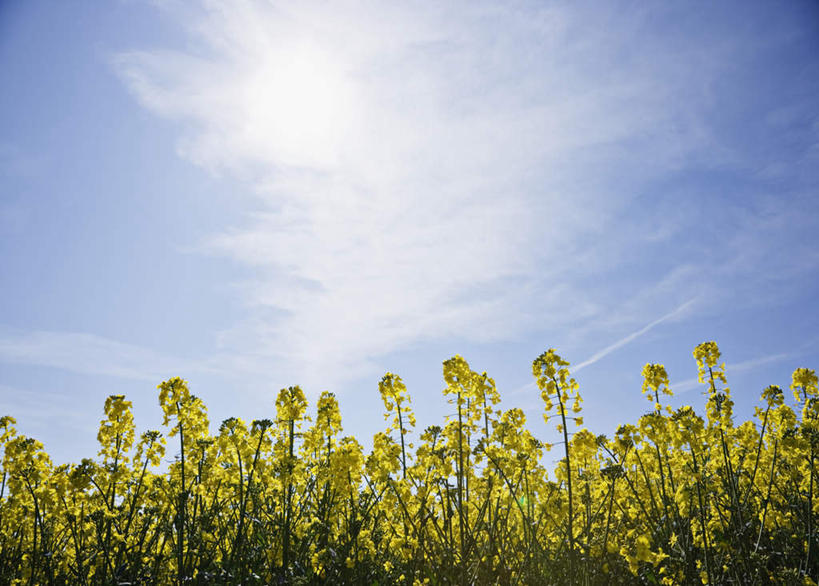 无人,农田,横图,室外,白天,仰视,旅游,度假,庄稼,农作物,花海,花圃,美景,植物,叶子,阴影,盛开,光线,影子,景观,云,云朵,花蕾,云彩,娱乐,花,花瓣,花朵,花卉,鲜花,蓝色,绿色,白云,蓝天,天空,阳光,自然,花丛,花束,花田,天,花苞,花蕊,油菜花,享受,休闲,景色,放松,晴朗,自然风光,晴空,彩图,低角度拍摄,耕地,庄稼田,芸苔,芸薹