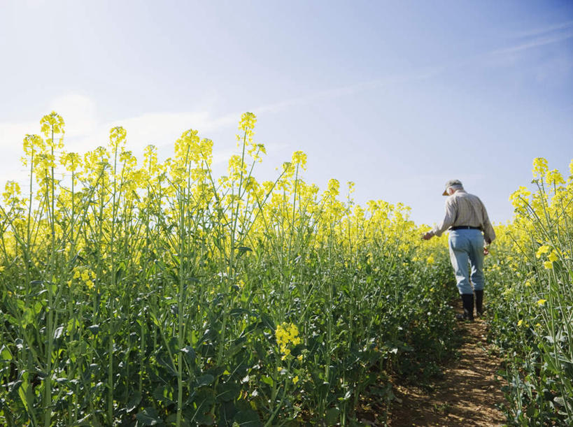 西方人,一个人,农民,农田,走,摸,横图,室外,白天,仰视,庄稼,农作物,花海,花圃,植物,道路,路,帽子,叶子,欧洲,欧洲人,仅一个男性,仅一个人,抚摸,阴影,服装,盛开,光线,影子,云,云朵,小路,交通,花蕾,云彩,休闲装,运动帽,花,花瓣,花朵,花卉,鲜花,衣服,蓝色,绿色,白云,蓝天,天空,阳光,花丛,花束,花田,天,花苞,花蕊,油菜花,仅一个老年男性,休闲,休闲服,鸭舌帽,服饰,乡间小路,晴朗,老年男性,男人,男性,白种人,晴空,佃农,农场主,农夫,农工,乡下人,小农,庄稼人,步行,触摸,接触,散步,走路,彩图,低角度拍摄,全身,耕地,庄稼田,芸苔,芸薹