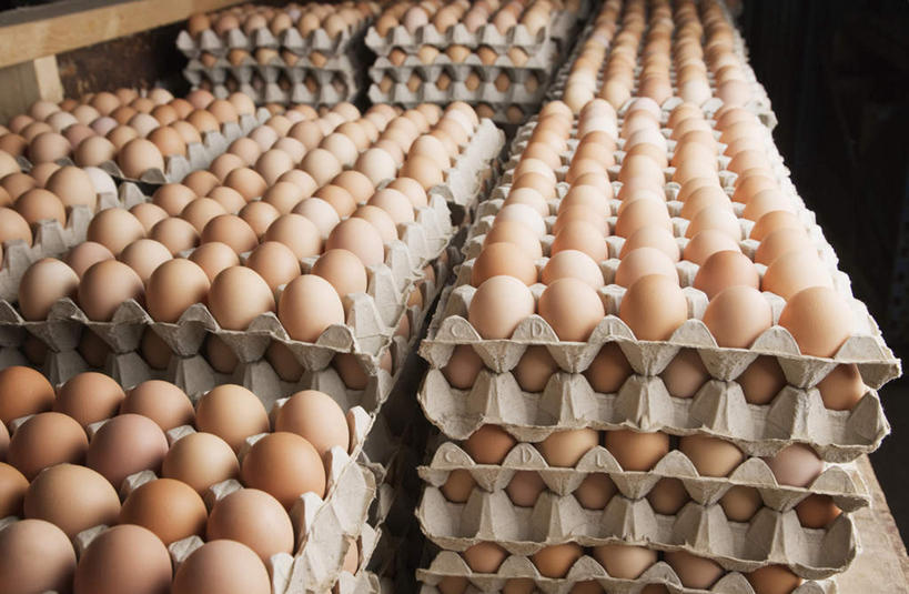 无人,横图,俯视,室内,白天,一排,许多,环保,整齐,并列,并排,蛋格,蛋,鸡蛋,很多,排列,黄色,能源,回收,资源,队列,平行,利用,低碳,循环,蛋托,蛋盒,卵,持续,彩图,高角度拍摄