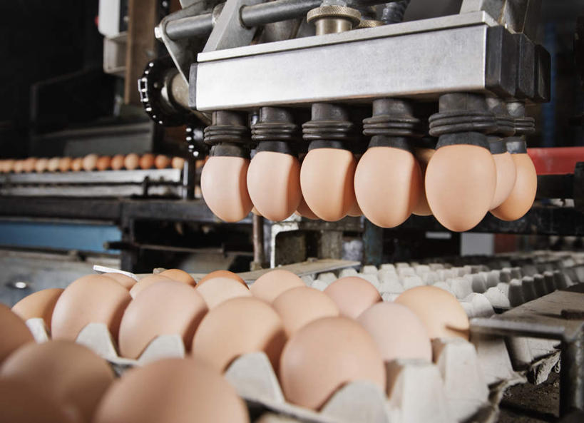 无人,搬运,横图,室内,白天,正面,一排,许多,环保,整齐,并列,并排,传输,蛋格,蛋,鸡蛋,很多,仓库,排列,黄色,运输,能源,回收,传送带,资源,便利,传送,队列,载具,平行,传输带,利用,低碳,循环,蛋托,蛋盒,卵,方便,持续,彩图,堆栈