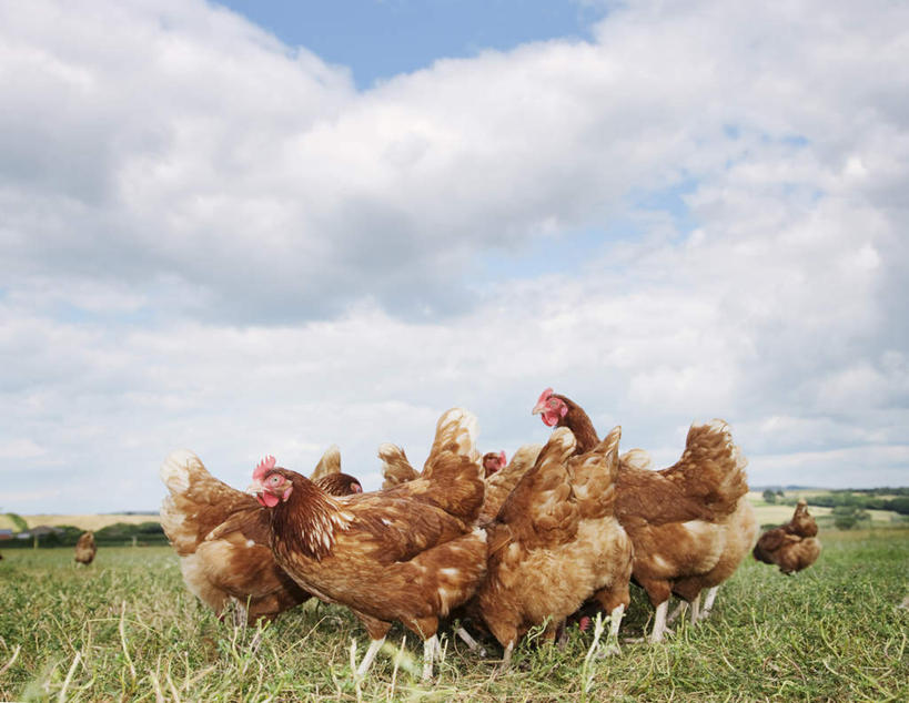 无人,农场,站,横图,室外,白天,侧面,旅游,度假,畜牧业,牧场,草地,草坪,美景,植物,鸡,一群,许多,阴影,光线,影子,景观,云,云朵,很多,云彩,注视,娱乐,家禽,草,蓝色,绿色,白云,蓝天,天空,阳光,自然,动物,天,观察,看,站着,享受,休闲,景色,放松,牲畜,晴朗,观看,察看,关注,自然风光,畜牧,牧业,晴空,站立,彩图,全身