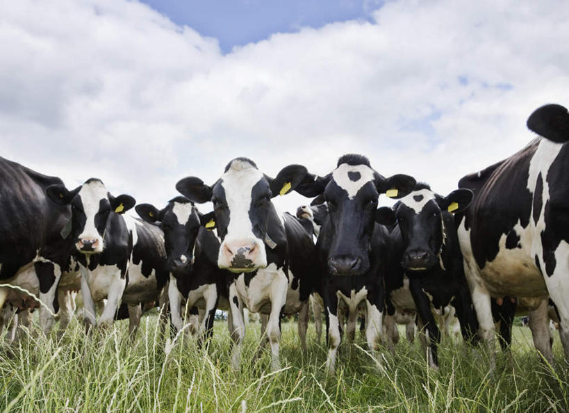 无人,农田,站,横图,室外,白天,仰视,旅游,度假,庄稼,农作物,草地,草坪,美景,植物,牛,一群,许多,阴影,花纹,光线,影子,景观,云,云朵,乳牛,很多,云彩,注视,娱乐,草,蓝色,绿色,白云,蓝天,天空,阳光,自然,动物,天,观察,看,站着,享受,休闲,家畜,景色,放松,牲畜,晴朗,观看,察看,关注,自然风光,斑纹,晴空,奶牛,站立,半身,彩图,低角度拍摄,耕地,庄稼田