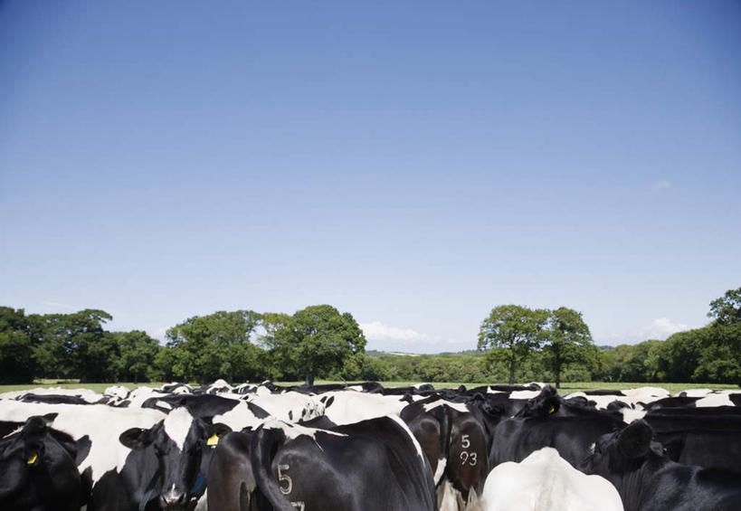 无人,农场,站,横图,室外,白天,旅游,度假,畜牧业,牧场,草地,草坪,美景,植物,牛,一群,许多,阴影,花纹,光线,影子,景观,乳牛,很多,注视,娱乐,草,树,树木,背面,蓝色,绿色,蓝天,天空,阳光,自然,动物,天,观察,看,站着,享受,休闲,家畜,景色,放松,牲畜,生长,晴朗,成长,观看,察看,关注,自然风光,斑纹,畜牧,万里无云,牧业,晴空,晴空万里,奶牛,站立,半身,彩图