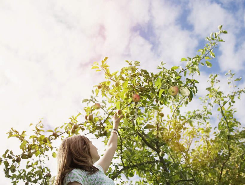 西方人,儿童,一个人,果园,站,举,横图,室外,白天,仰视,纯洁,田园,植物,苹果,水果,欧洲,欧洲人,仅一个女性,仅一个人,吊挂,握,悬挂,阴影,服装,朦胧,模糊,新鲜,光线,影子,云,云朵,生食,食品,果实,果树,挂,拿,云彩,拿着,注视,休闲装,树,树木,食物,小孩,衣服,蓝色,绿色,白云,蓝天,天空,阳光,自然,天,观察,看,托,站着,仅一个小孩,休闲,休闲服,可爱,童年,童趣,握着,服饰,有机食品,绿色食品,生长,晴朗,成长,观看,察看,关注,童真,烂漫,无邪,田庄,园子,天真,女孩,女人,女性,白种人,孩子,晴空,举起,举手,举着,向上举,向上伸,向上托,站立,半身,彩图,低角度拍摄,女生