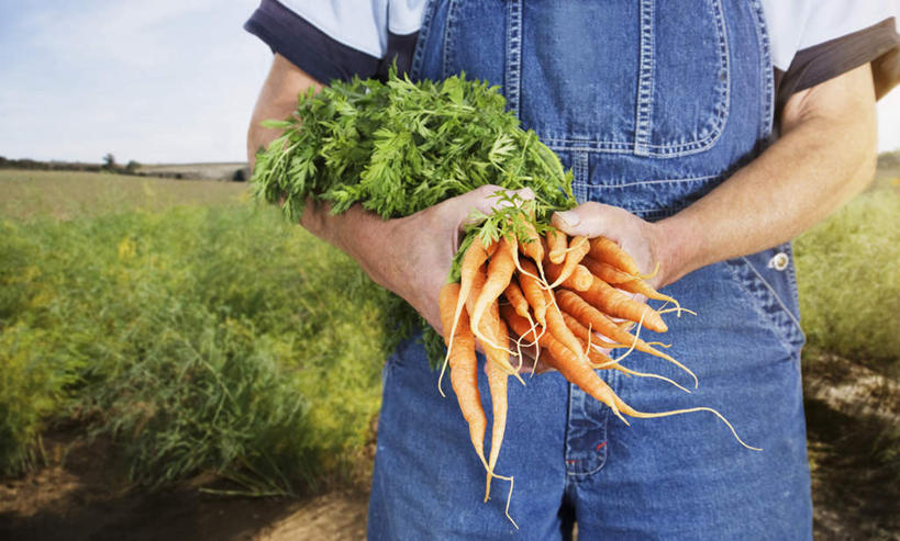 西方人,一个人,农民,农田,站,横图,室外,白天,正面,庄稼,农作物,萝卜,胡萝卜,蔬菜,欧洲,欧洲人,仅一个男性,仅一个人,握,阴影,服装,新鲜,光线,影子,云,云朵,食品,拿,云彩,拿着,休闲装,食物,衣服,蓝色,白云,蓝天,天空,阳光,天,站着,仅一个老年男性,休闲,休闲服,握着,服饰,有机食品,绿色食品,晴朗,老年男性,男人,男性,白种人,晴空,红萝卜,甘荀,佃农,农场主,农夫,农工,乡下人,小农,庄稼人,站立,半身,彩图,耕地,庄稼田