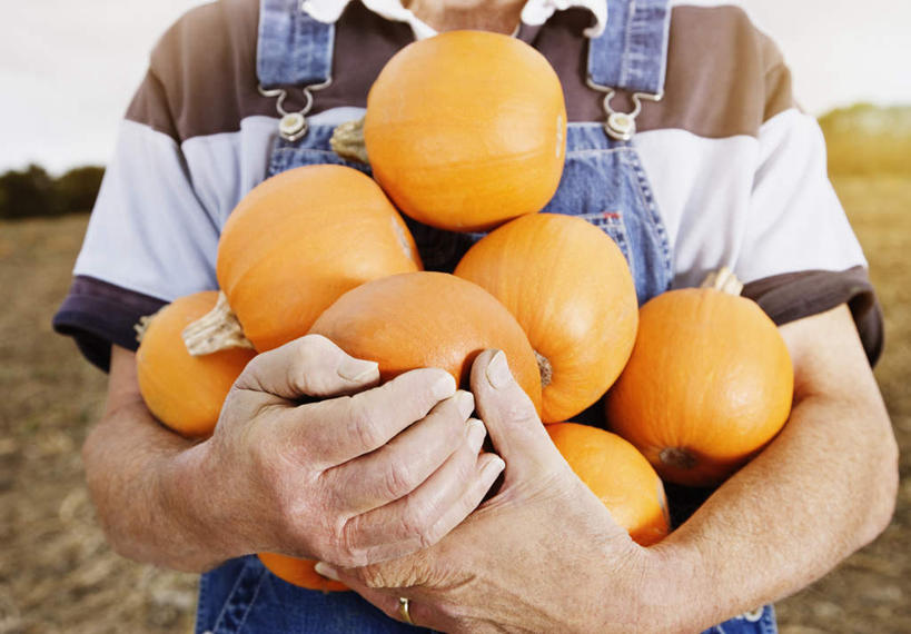 西方人,一个人,农民,农田,站,捧,横图,室外,白天,正面,庄稼,农作物,南瓜,蔬菜,欧洲,欧洲人,仅一个男性,仅一个人,服装,新鲜,金瓜,食品,休闲装,番瓜,食物,衣服,站着,仅一个老年男性,休闲,休闲服,服饰,有机食品,绿色食品,麦瓜,倭瓜,老年男性,男人,男性,白种人,佃农,农场主,农夫,农工,乡下人,小农,庄稼人,端,端着,捧着,手捧,站立,半身,彩图,耕地,庄稼田