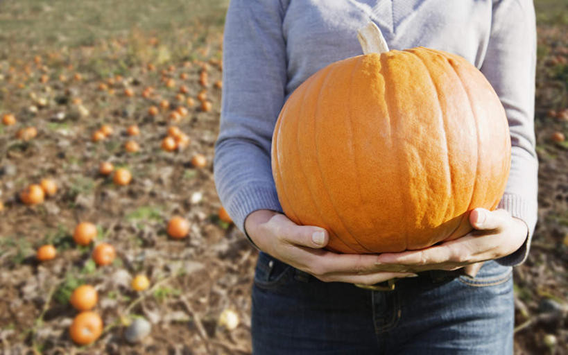 西方人,一个人,农民,农田,站,捧,横图,俯视,室外,白天,庄稼,农作物,南瓜,蔬菜,欧洲,欧洲人,仅一个女性,仅一个人,服装,朦胧,模糊,新鲜,金瓜,食品,休闲装,番瓜,食物,衣服,站着,仅一个中年女性,休闲,休闲服,服饰,有机食品,绿色食品,麦瓜,倭瓜,女人,女性,中年女性,白种人,佃农,农场主,农夫,农工,乡下人,小农,庄稼人,端,端着,捧着,手捧,站立,半身,彩图,高角度拍摄,耕地,庄稼田