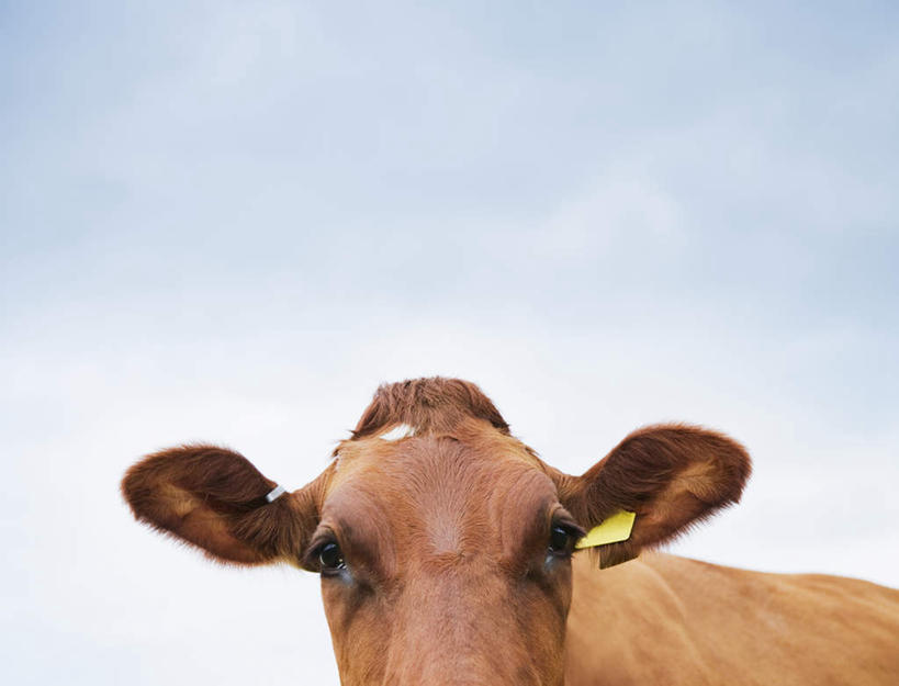 无人,站,横图,室外,特写,白天,仰视,牛,阴影,光线,影子,云,云朵,云彩,注视,一只,蓝色,白云,蓝天,天空,阳光,动物,天,观察,看,站着,家畜,牲畜,晴朗,观看,察看,关注,晴空,站立,半身,彩图,低角度拍摄