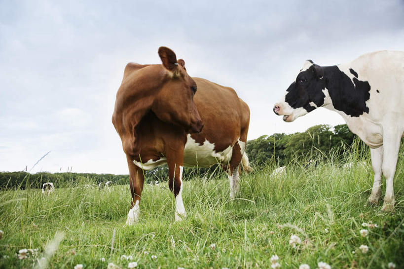 无人,农场,站,横图,室外,白天,仰视,旅游,度假,畜牧业,牧场,草地,草坪,美景,植物,牛,阴影,光线,影子,景观,云,云朵,云彩,注视,娱乐,相视,草,蓝色,绿色,白云,蓝天,天空,阳光,自然,动物,天,观察,看,站着,两只,享受,休闲,面对面,家畜,景色,放松,牲畜,晴朗,观看,对视,察看,互视,关注,自然风光,相对,畜牧,相看,牧业,晴空,站立,半身,彩图,低角度拍摄