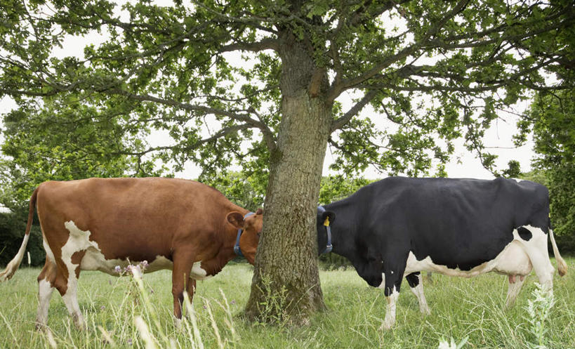 无人,农场,站,横图,室外,白天,侧面,旅游,度假,畜牧业,牧场,草地,草坪,美景,植物,牛,花纹,景观,乳牛,注视,娱乐,相视,草,树,树木,绿色,自然,动物,观察,看,站着,两只,享受,休闲,面对面,家畜,景色,放松,牲畜,生长,成长,观看,对视,察看,互视,关注,自然风光,斑纹,相对,畜牧,相看,牧业,奶牛,站立,彩图,全身