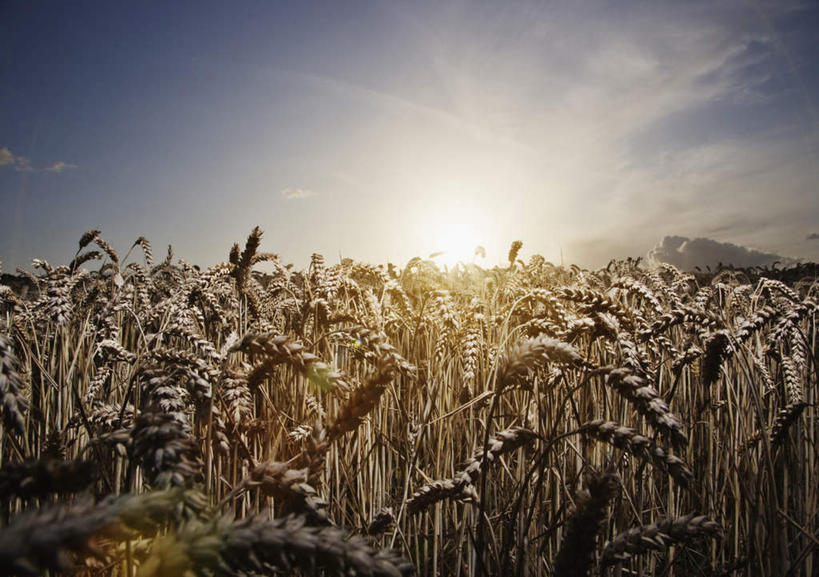 无人,农田,横图,室外,白天,正面,庄稼,农作物,小麦,美景,日落,太阳,阴影,光线,影子,地平线,景观,晚霞,霞光,落日,辽阔,谷物,地面,阳光,自然,黄昏,广阔,景色,彩霞,麦子,一望无际,自然风光,延伸,天地相交,无边无际,一马平川,夕照,夕阳,彩图,耕地,庄稼田,斜阳