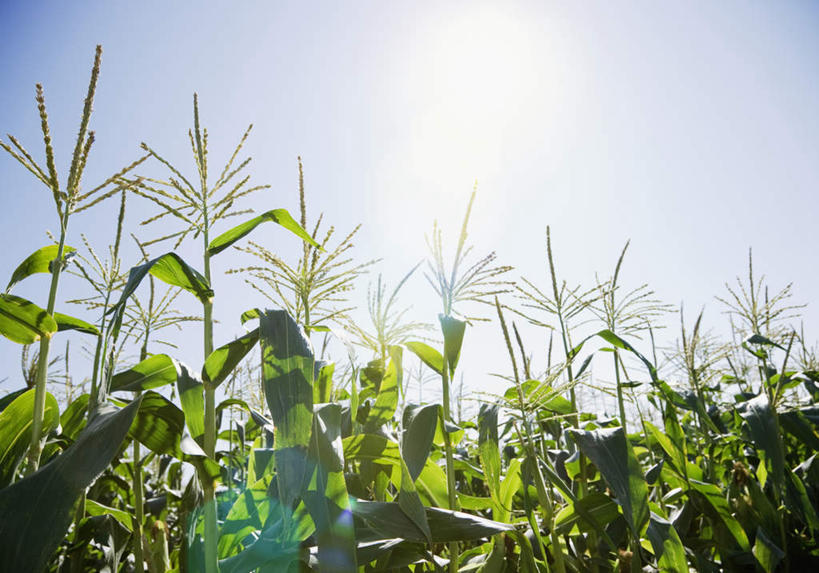 无人,农田,横图,室外,白天,仰视,庄稼,农作物,玉米,美景,太阳,蔬菜,阴影,新鲜,光线,棒子,影子,景观,玉蜀黍,食品,食物,蓝色,蓝天,天空,阳光,自然,天,景色,有机食品,绿色食品,晴朗,苞米,自然风光,苞芦,苞谷,万里无云,包谷,大蜀黍,番麦,薏米包,玉高粱,玉麦,珍珠米,晴空,晴空万里,彩图,低角度拍摄,耕地,庄稼田