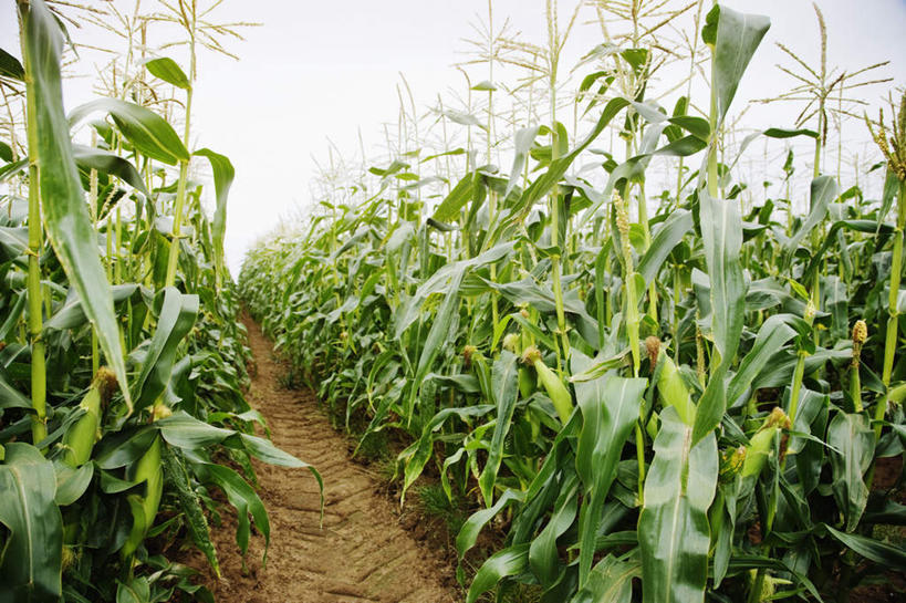 无人,农田,横图,室外,白天,仰视,庄稼,农作物,玉米,美景,蔬菜,阴影,新鲜,光线,棒子,影子,景观,云,云朵,玉蜀黍,食品,云彩,食物,蓝色,白云,蓝天,天空,阳光,自然,天,景色,有机食品,绿色食品,晴朗,苞米,自然风光,苞芦,苞谷,包谷,大蜀黍,番麦,薏米包,玉高粱,玉麦,珍珠米,晴空,彩图,低角度拍摄,耕地,庄稼田