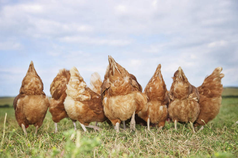 无人,农场,站,横图,室外,白天,畜牧业,牧场,草地,草坪,美景,植物,鸡,一排,许多,整齐,景观,云,云朵,云彩,家禽,草,排列,背面,蓝色,绿色,白云,蓝天,天空,自然,动物,天,站着,景色,牲畜,晴朗,队列,自然风光,畜牧,牧业,晴空,站立,彩图,全身