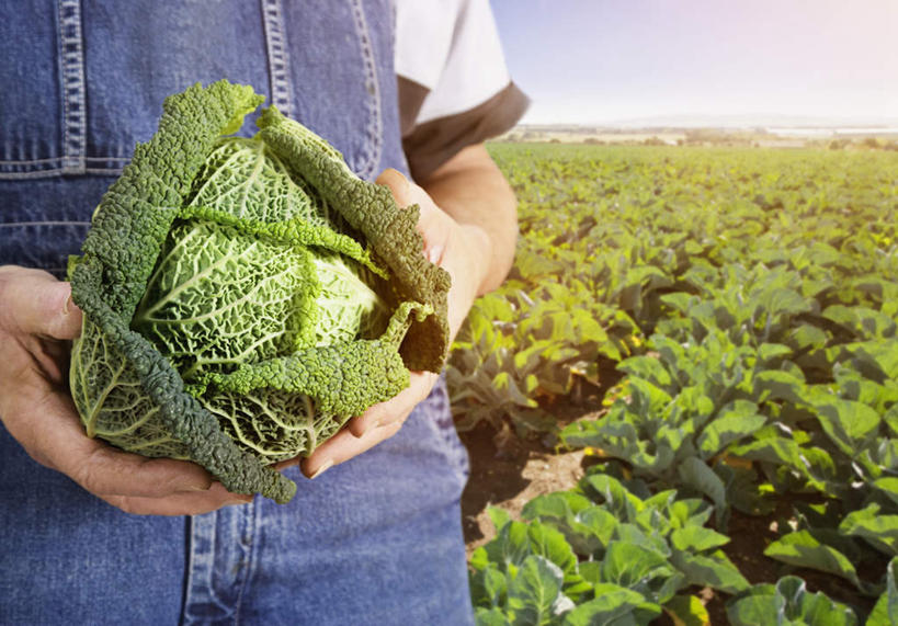 西方人,一个人,农民,农田,站,捧,横图,室外,白天,正面,庄稼,农作物,椰菜,卷心菜,欧洲,欧洲人,仅一个男性,仅一个人,仅一个中年男性,服装,地平线,云,云朵,辽阔,地面,云彩,休闲装,衣服,蓝色,白云,蓝天,天空,天,站着,休闲,广阔,休闲服,甘蓝,服饰,晴朗,一望无际,延伸,天地相交,无边无际,一马平川,男人,男性,中年男性,白种人,晴空,结球甘蓝,甘兰,包心菜,佃农,农场主,农夫,农工,乡下人,小农,庄稼人,端,端着,捧着,手捧,站立,彩图,全身,耕地,庄稼田